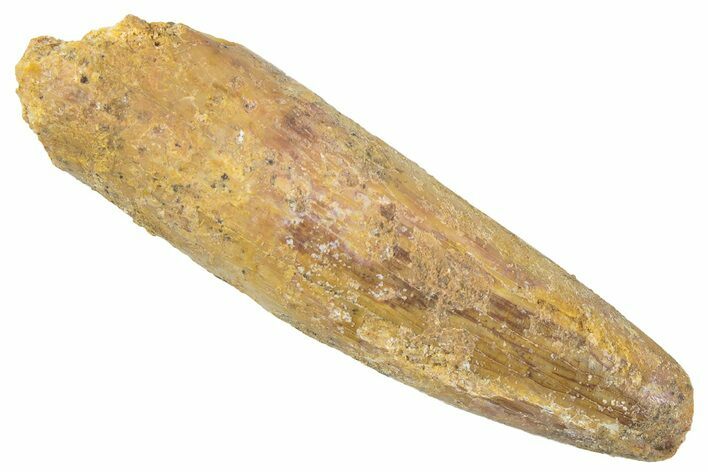 Fossil Sauropod Dinosaur (Titanosaur) Tooth - Morocco #298615